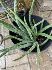 aloe vera starter plant for sale aloe vera starter plant for sale Sarasota