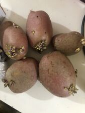 Sarpo mira seed for sale  LONDON