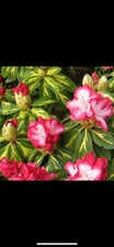 Rhododendron president rooseve for sale  CRAIGAVON