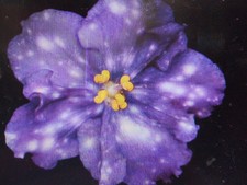 African violet leaf for sale  Ennis