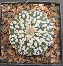 3663. astrophytum asterias for sale  YORK