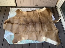 Mint greater kudu for sale  San Diego