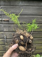 Indoor houseplant asparagus for sale  CUMNOCK