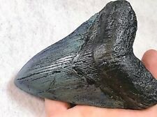 Inch real megalodon for sale  Miami