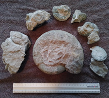 Jura fossilien gräfenberg gebraucht kaufen  Rödermark
