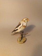 Taxidermy cabinet curiosites usato Taxidermy cabinet curiosites usato  Roma