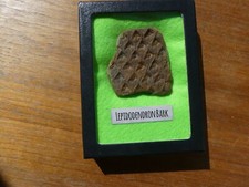 Plant fossil lepidodendron for sale  Leopold