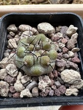 Copiapoa cinerea own usato  Valdastico