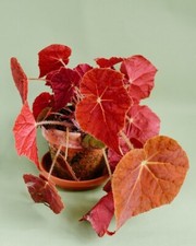 Begonia plant autumn for sale  Danielson