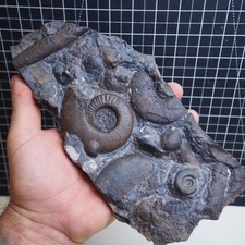 Piatto goniatite platyclymenia usato  Spedire a Italy