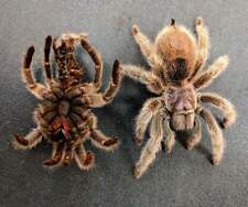 Various tarantula molts for sale  El Monte