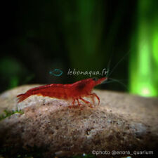Lot crevettes bloody d'occasion  Rennes-