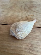 Coquillage n16 ficus d'occasion  Saint-Jean-en-Royans