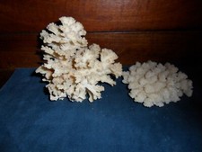 Antique corals shells. d'occasion  Expédié en Belgium