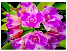 Cattleya monte elegante gebraucht kaufen  Stuttgart