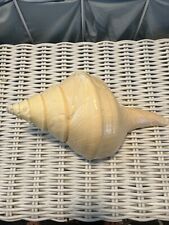 Large trumpet conch for sale  Corpus Christi