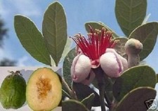 Ananas guave palmen gebraucht kaufen  Kaiserslautern