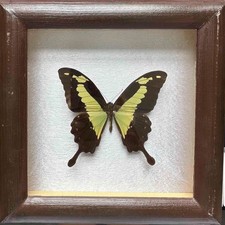 Vintage butterfly for sale  RAMSGATE