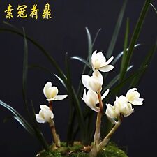 Cymbidium tortisepalum fukuyam for sale  Chicago