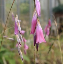 Dierama riparia angels for sale  HORSHAM