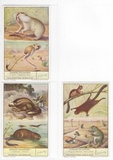 Unusual rodents full for sale  BRECON