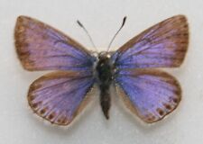 British butterfly female for sale  Shipping to Ireland