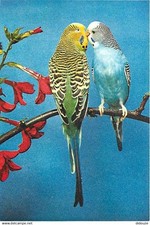 Animaux oiseaux perruche d'occasion  Fruges