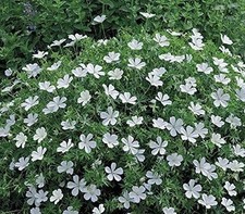 Hardy geranium white for sale  UK