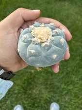 Beautiful cactus succulent for sale  Sherman Oaks