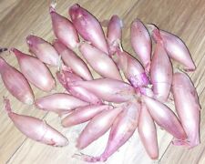 Echalion sweet shallot for sale  BRISTOL