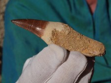 mosasaur for sale  Tucson