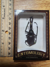 warrior beetle for sale warrior beetle for sale Colorado Springs