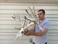 219 whitetail deer for sale  Delphos