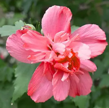 Red rose sharon for sale  Mcminnville