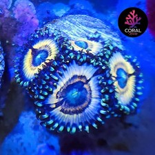 Petroglyphs head zoa for sale  STOCKPORT