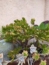 crassula ovata d'occasion crassula ovata d'occasion Cagnes-sur-Mer