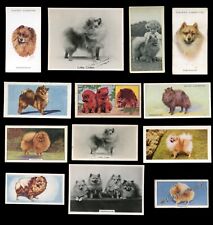 Pomeranian pom pom for sale  UK