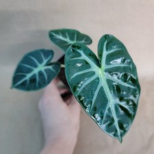 Alocasia african mask for sale  Woodland Hills