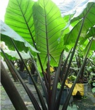 Alocasia macrorrhiza black for sale  Lakeland