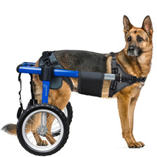Used dog wheelchair for sale  Fort Wayne