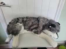 70cm ellie husky for sale  NOTTINGHAM