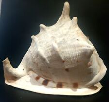 SEA SHELL CAPACETE GIGANTE CONCHA SHELL 11" X 9" comprar usado  Enviando para Brazil