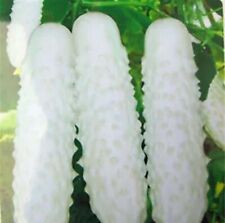 20pcs white cucumber for sale  Rockville