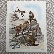 Monkeys teaching picture for sale  Highland