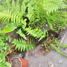 Large fern plants for sale  NEWTON ABBOT