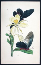 1854 westwood arcana usato  Urbino