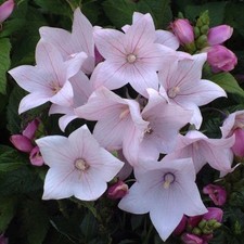 Lot graines platycodon d'occasion  Chazelles