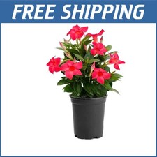 Pollinator friendly red for sale  Fresno