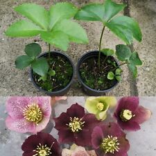 Hellebore helleborus long for sale  GLASGOW