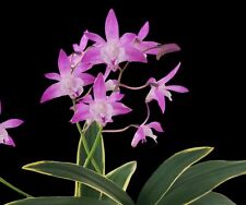 Dendrobium kingianum for sale  Sugar Land